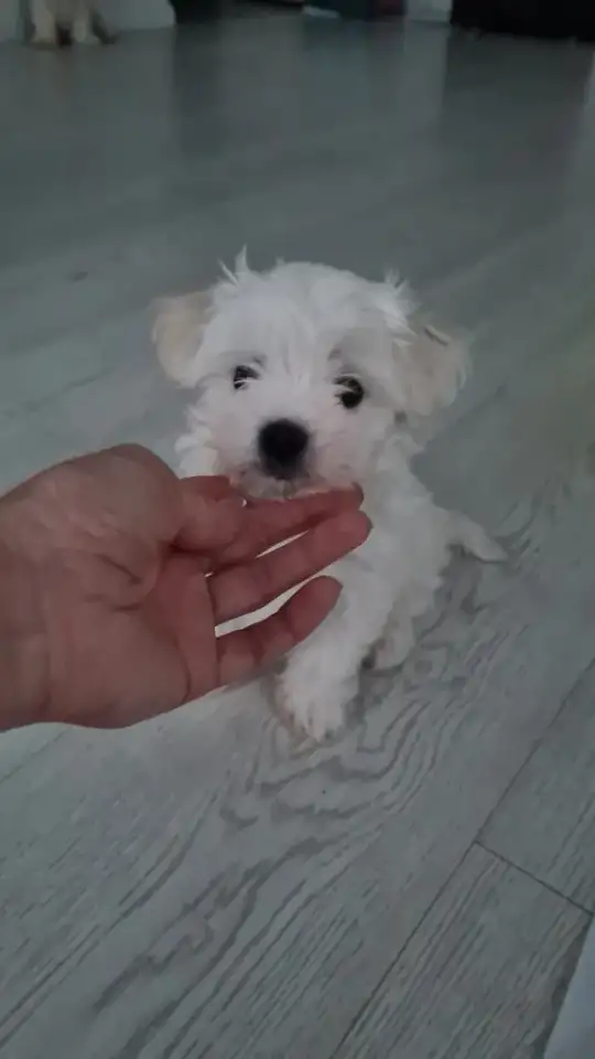 Мальтийская болонка, фотография 1