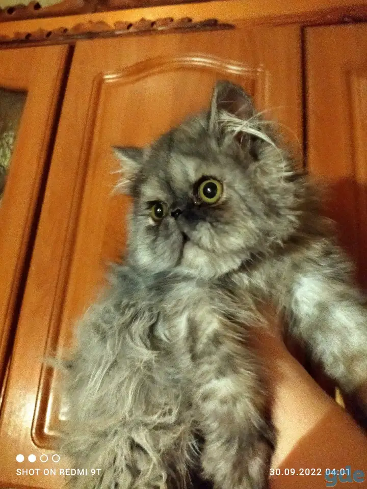 Персидские котята Экстремального типа чистокровные. Персы., фотография 20