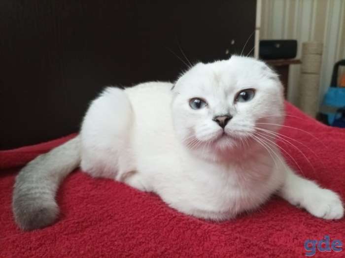 Шотландские плюшевые котята, фотография 4
