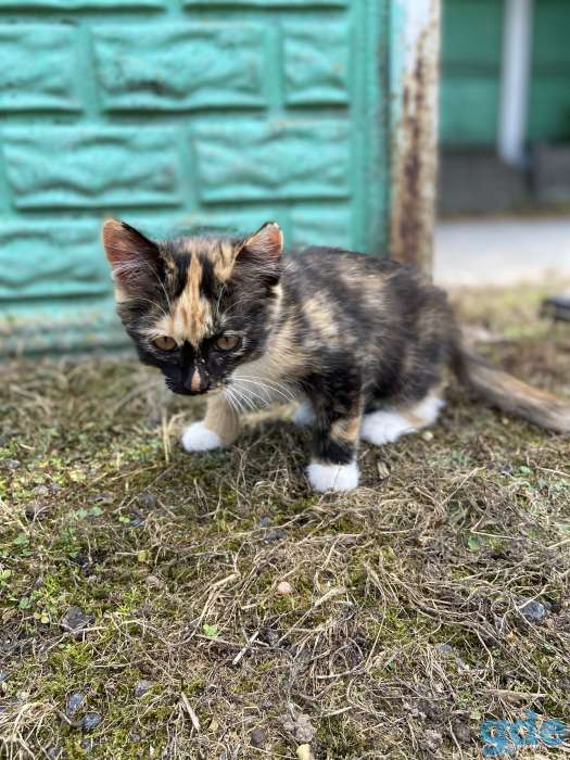 Котята бесплатно с доставкой, фотография 3