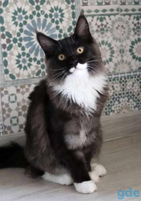 Мейн Кун котята, фотография 1