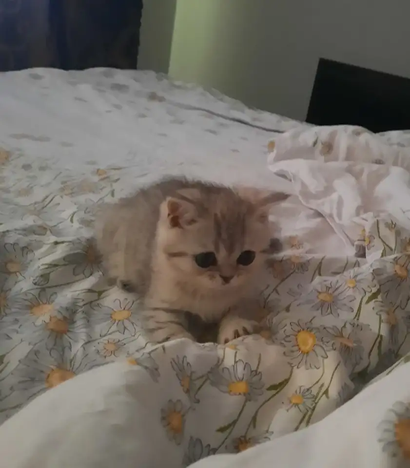 Шотландский котёнок, фотография 1