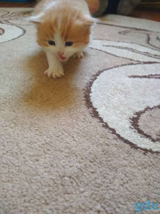 Отдам котят в хорошие руки, фотография 3