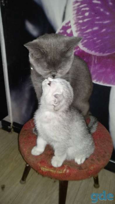 Шотландские котята, фотография 3