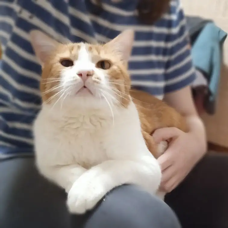 Рыжий котик Бонечка ищет дом и любящую семью!, фотография 5