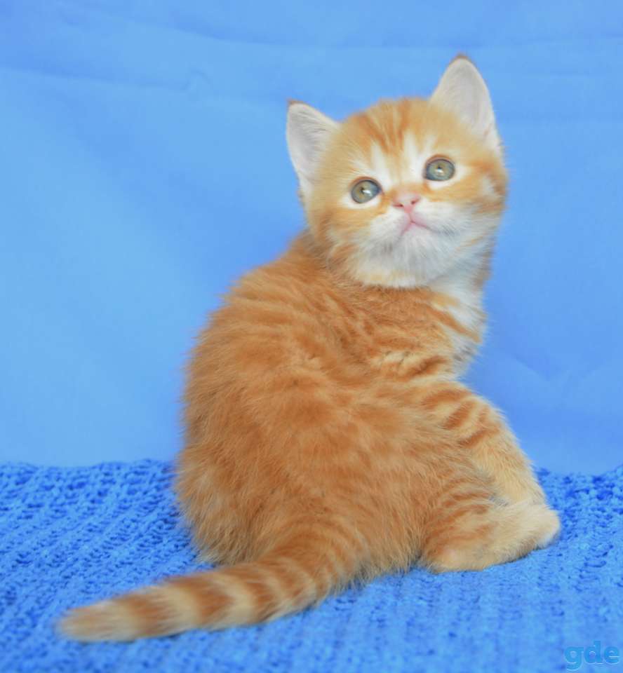 Шотландские котята питoмника Aguticat, фотография 5
