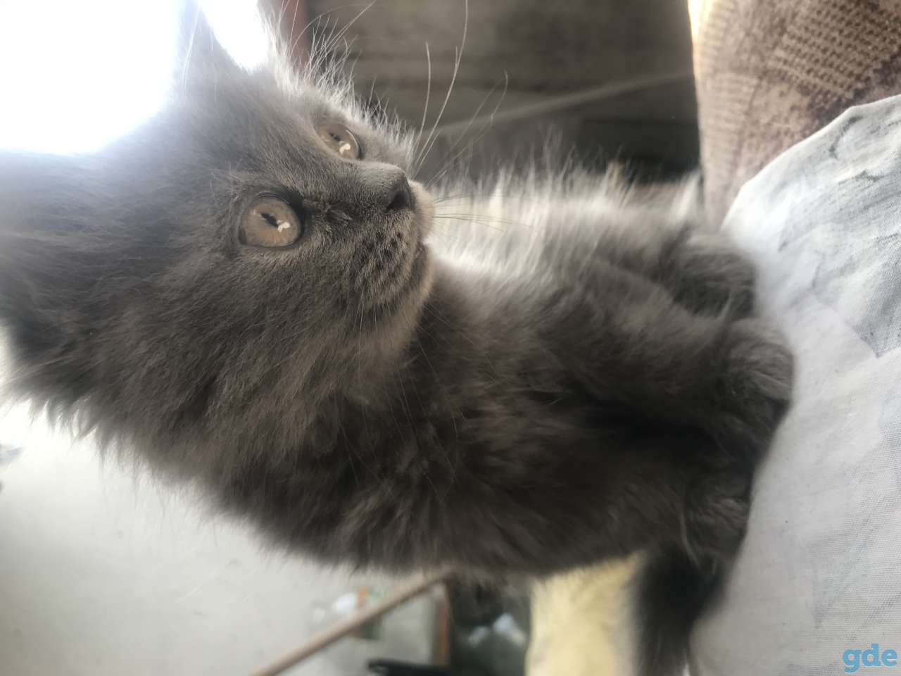 Котята, фотография 2