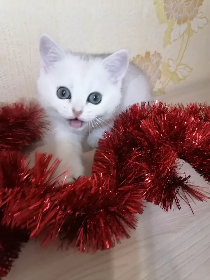 Серебристые британцы, фотография 2