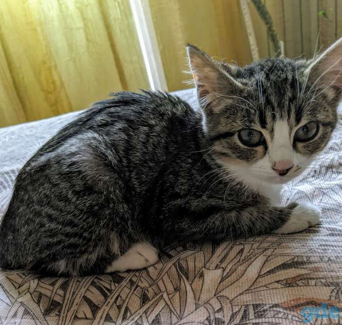 Котёнок в дар!, фотография 1