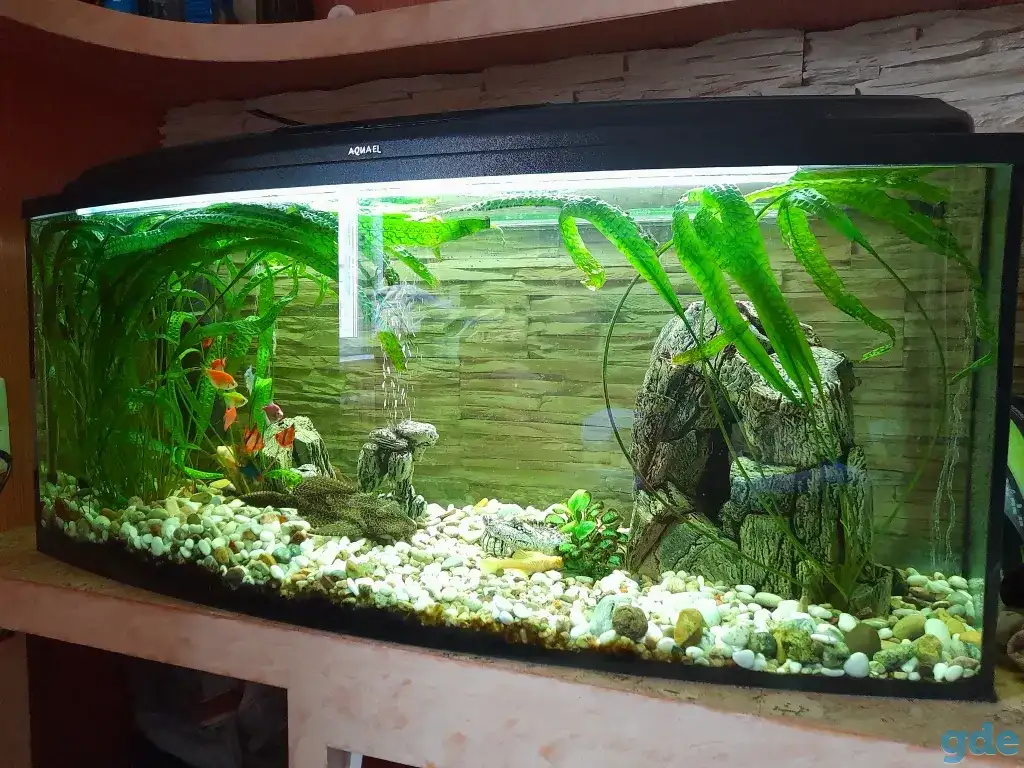 Продам аквариум с рыбками, фотография 3