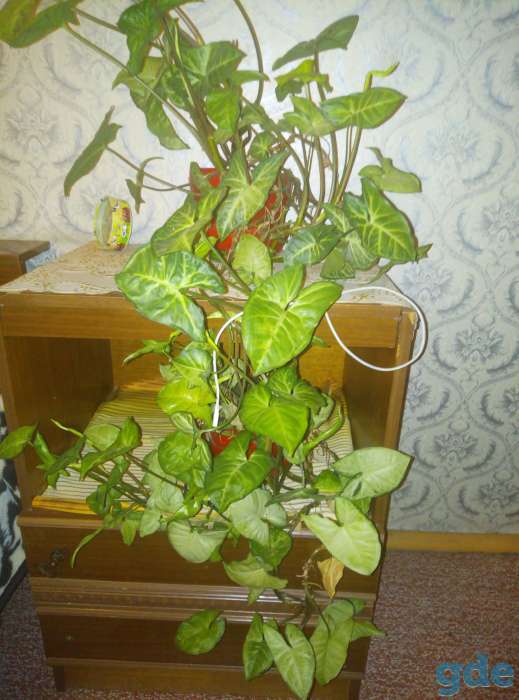 Продам комнатные цветы, фотография 4
