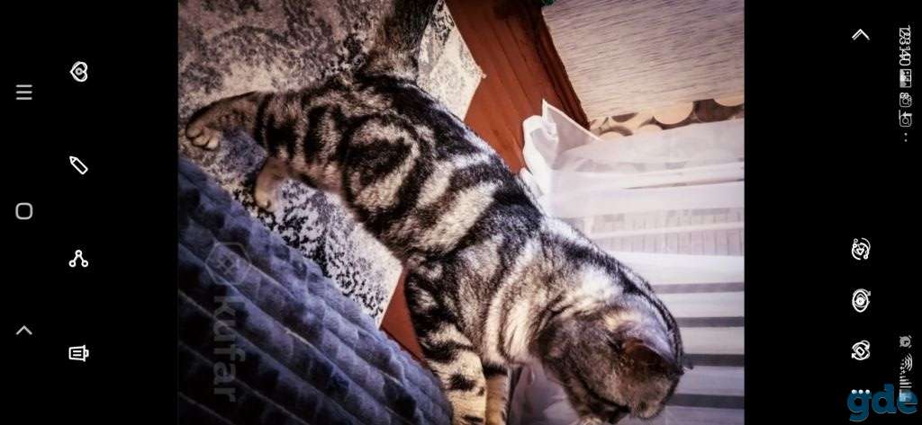 Шотландские котята, фотография 11