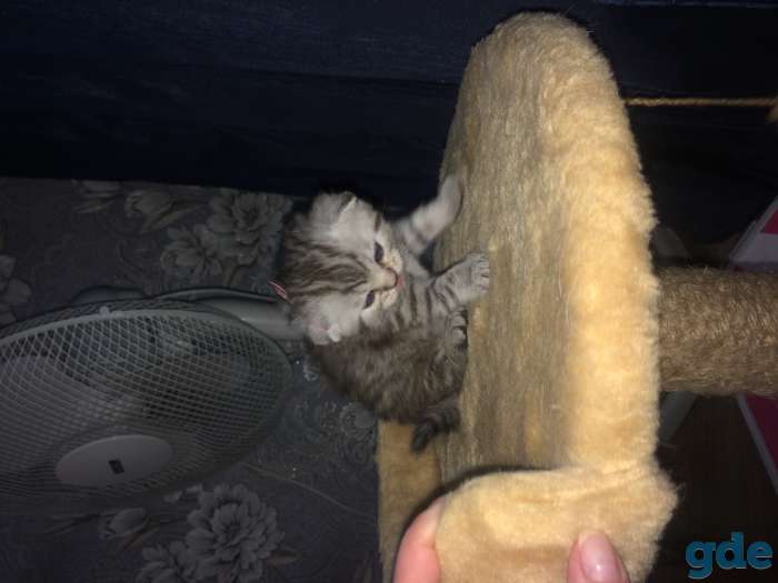Котята, фотография 4