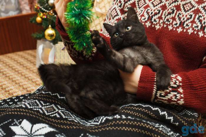 Котёнок Егорка ищет дом, фотография 2