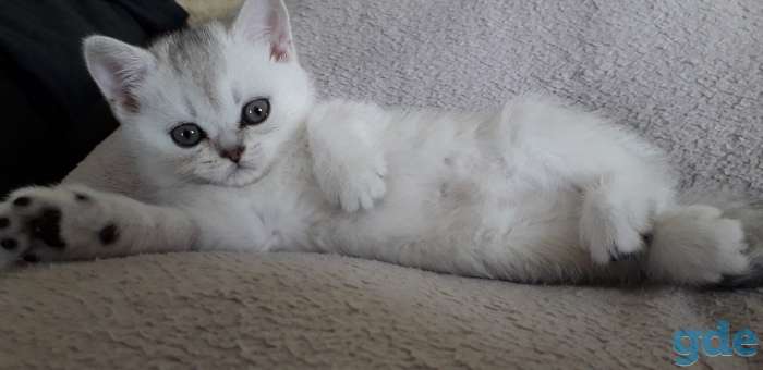 Шотландские котята, фотография 2