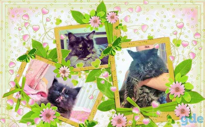 Мейн-кун котенок, фотография 7