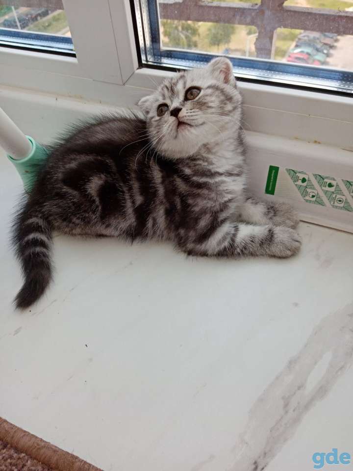 Продаю вислоухих шотландских котят, фотография 8