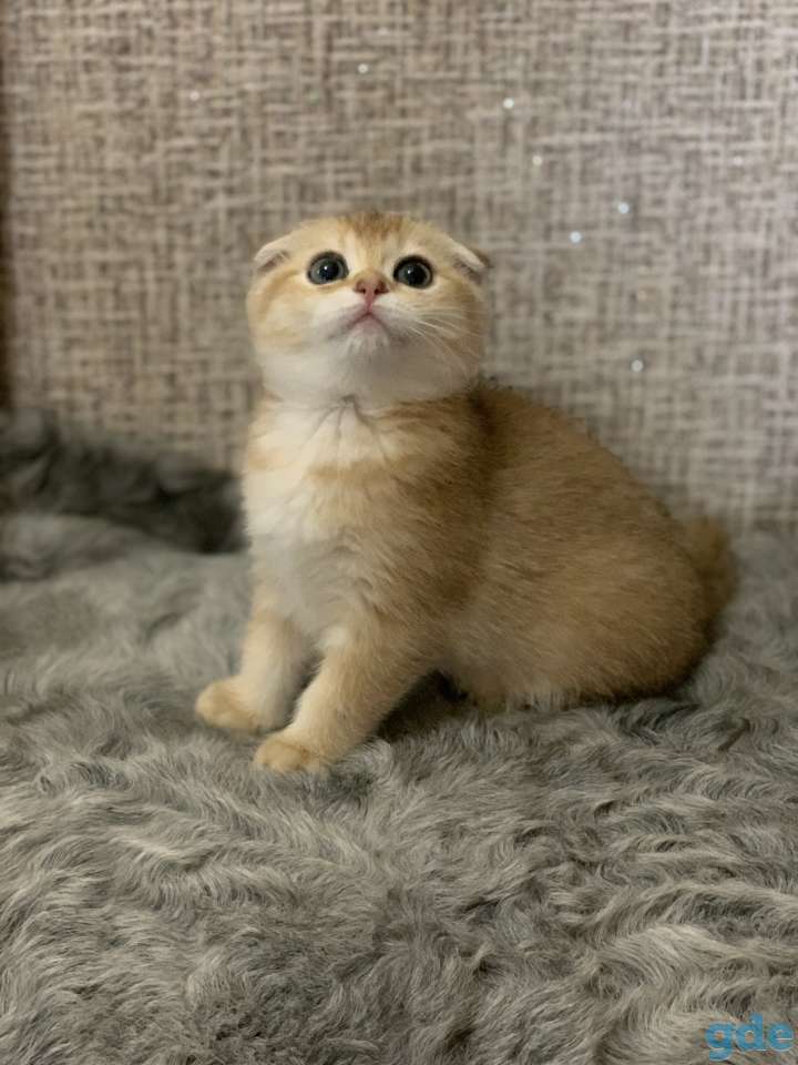 Шотландская кошечка, фотография 11