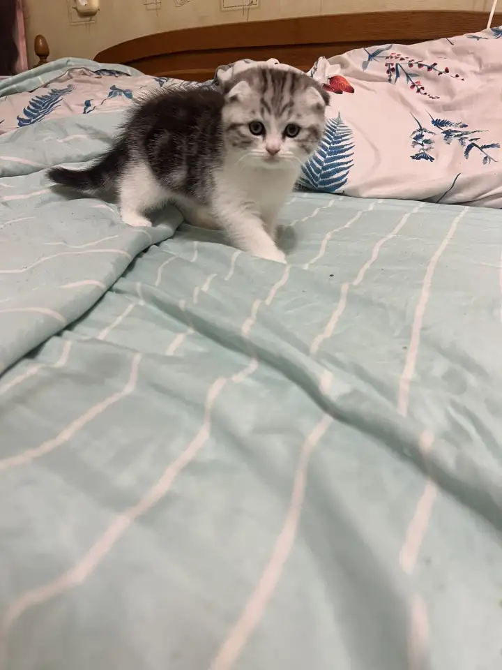 Шотландские котята, фотография 8
