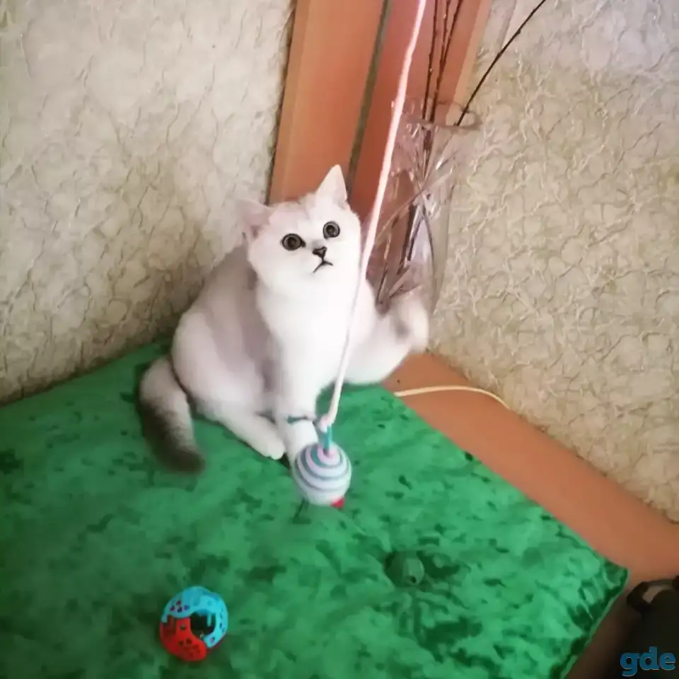 Котята британские, фотография 2