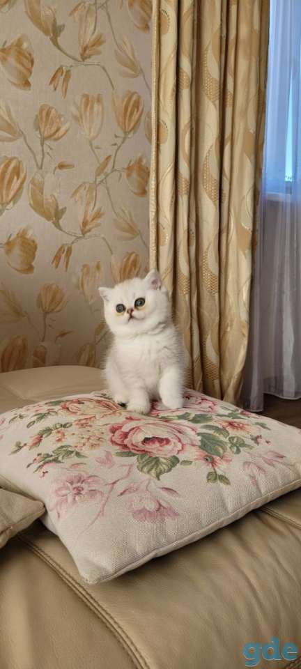 Британский котёнок окраса серебристая шиншилла, фотография 1
