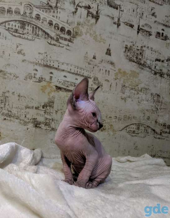 Котенок канадского сфинкса, фотография 2