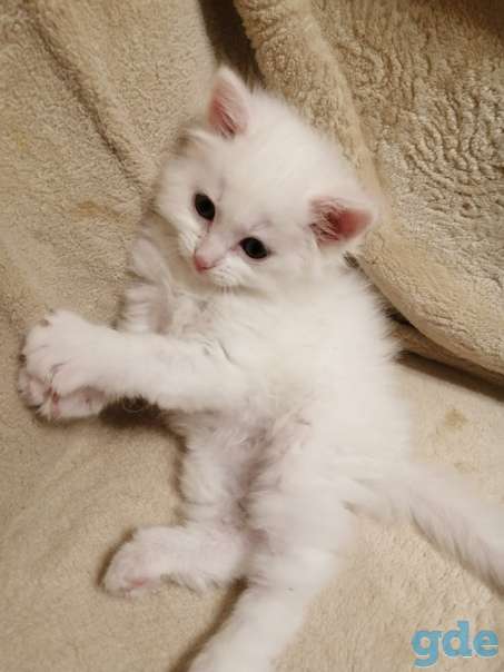 Котенок ищет дом, фотография 1