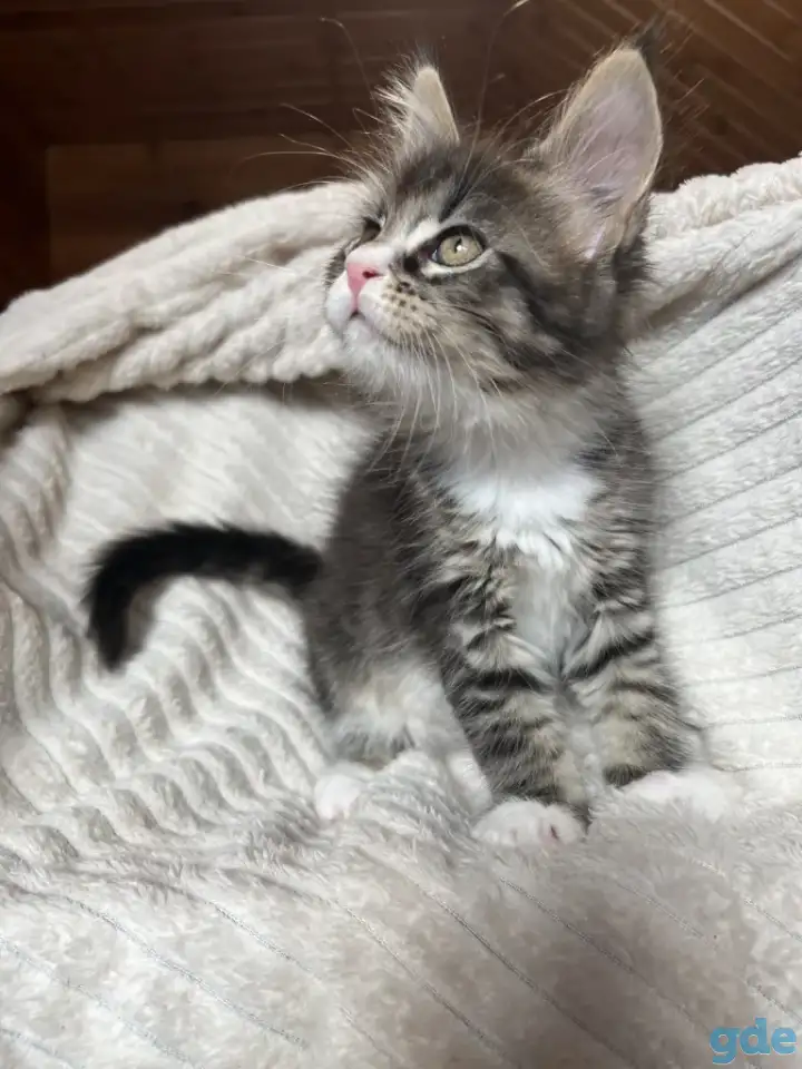 Котята мейн-кун, фотография 2