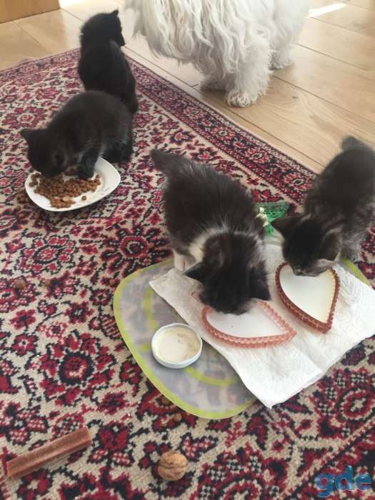 Котята -кошечки в добрые руки! Родились 1 апреля!, фотография 1