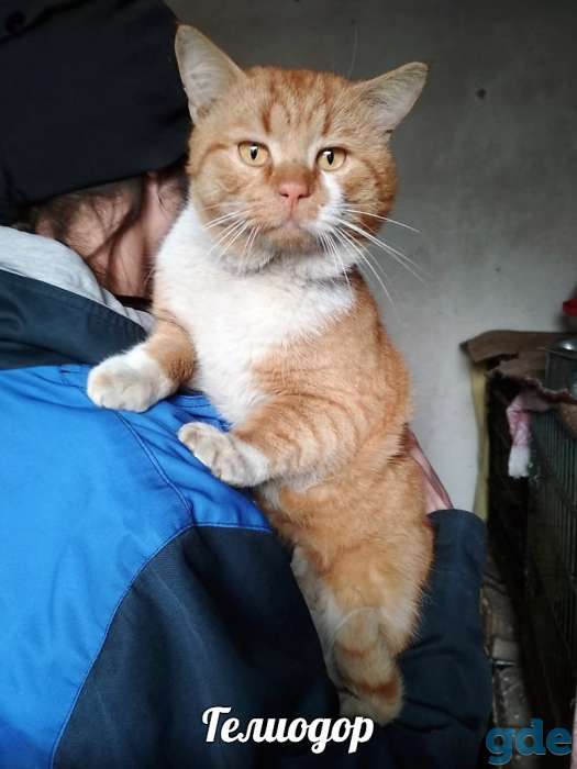 Смешной рыжий котяра, фотография 1