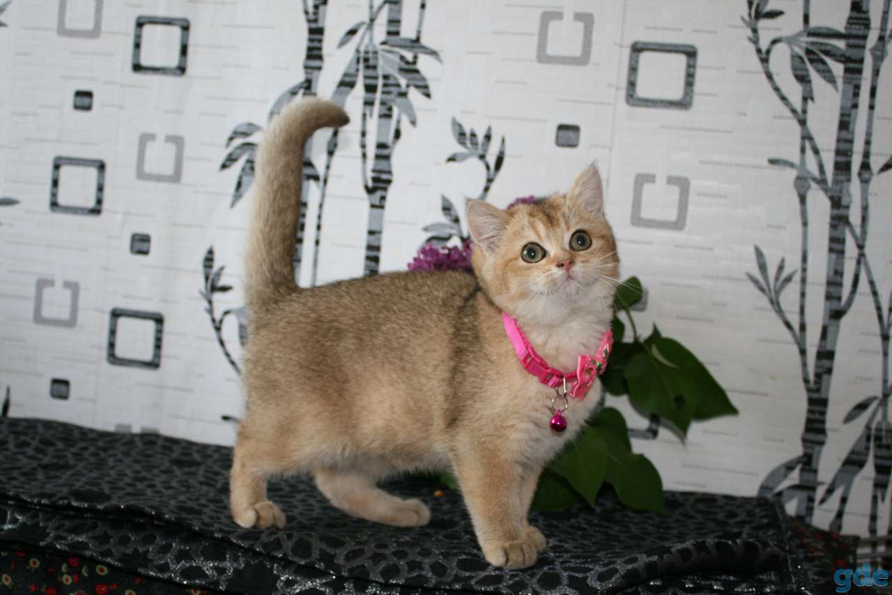 котята британские, фотография 4