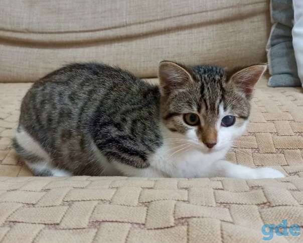 Котенок ищет дом, фотография 1