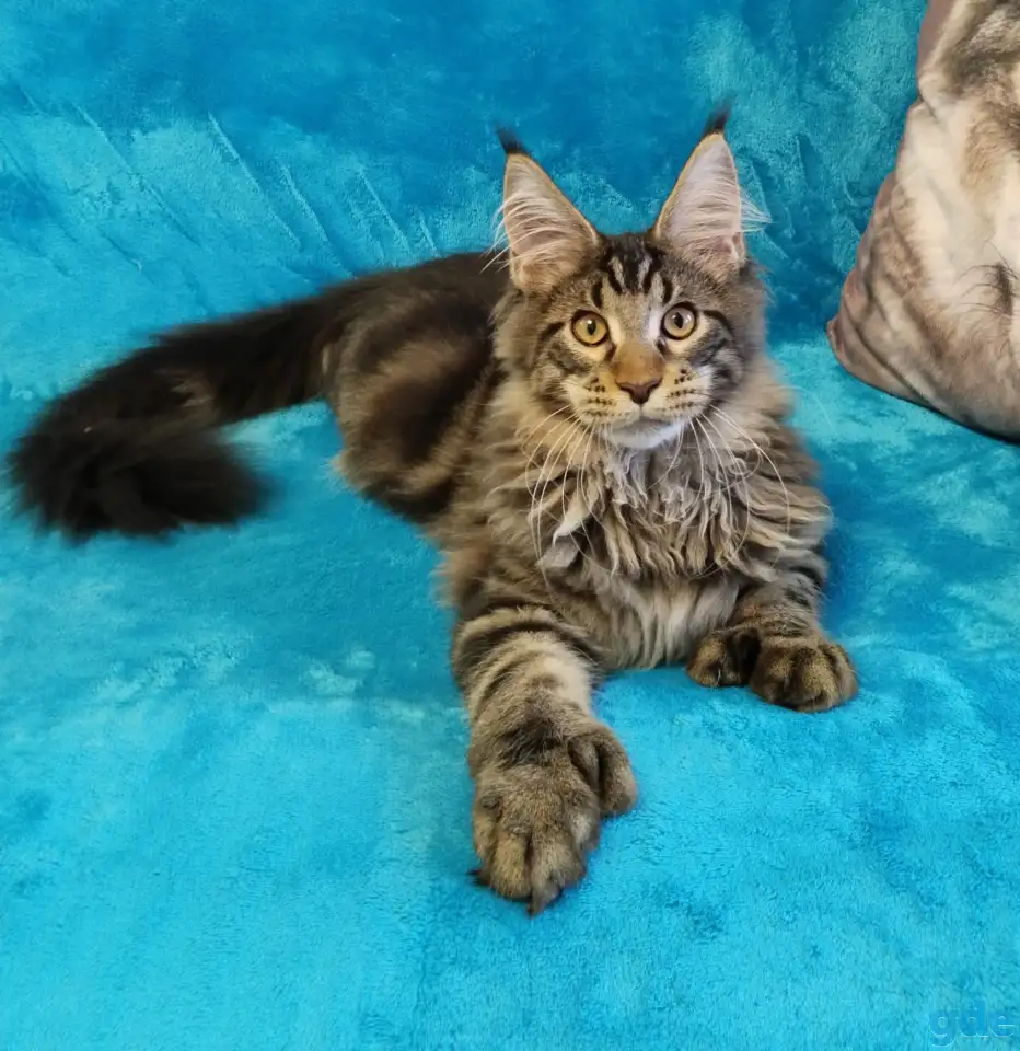 Котят Мейн Кун, фотография 4