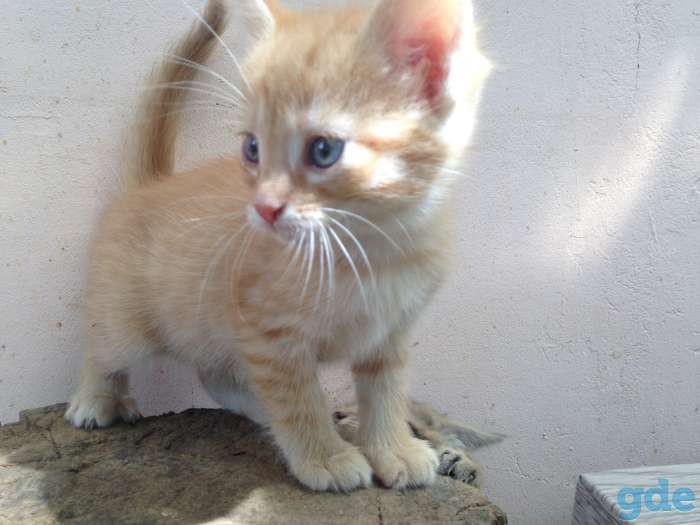 Веселые котята, фотография 8