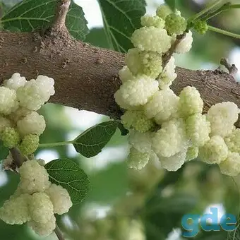 Шелковица, фотография 4