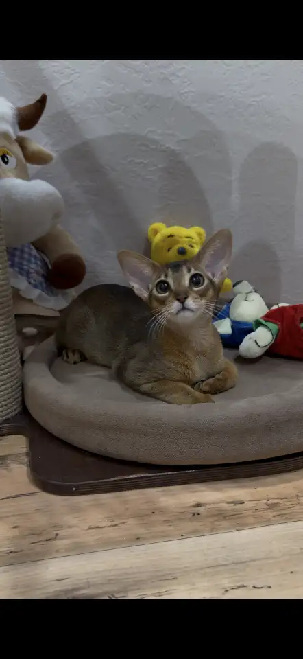 Абиссинский котёнок, девочка, фотография 2