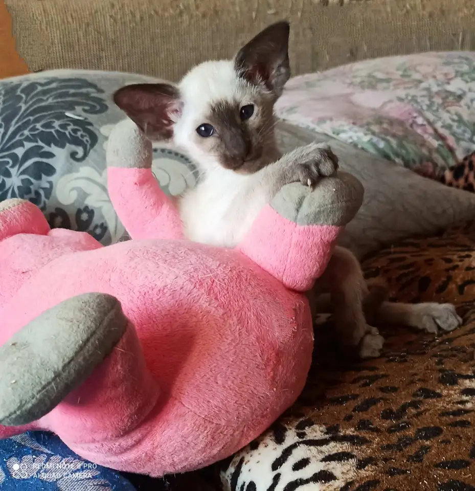 Ориентальные котята. Ушастое счастье, фотография 2