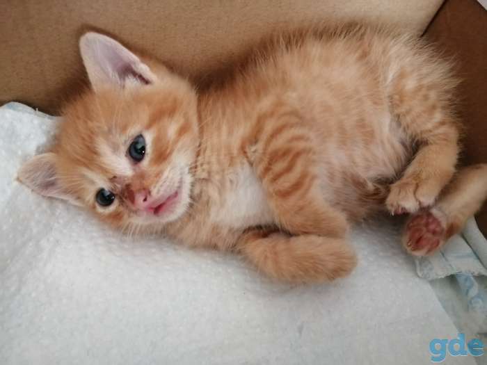 Рыжий котенок, фотография 2