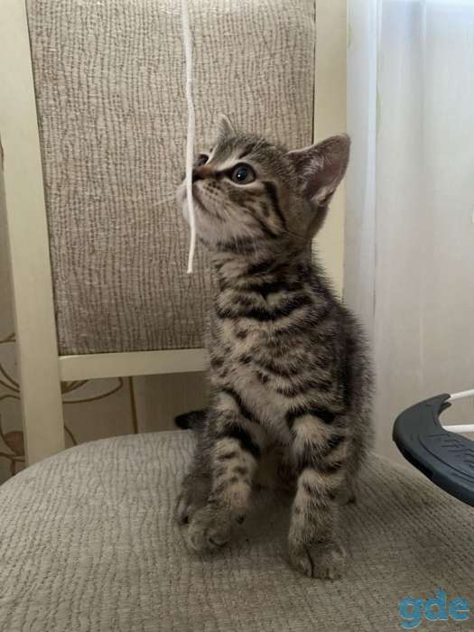 Продам милого Скотиш-страйт, фотография 4