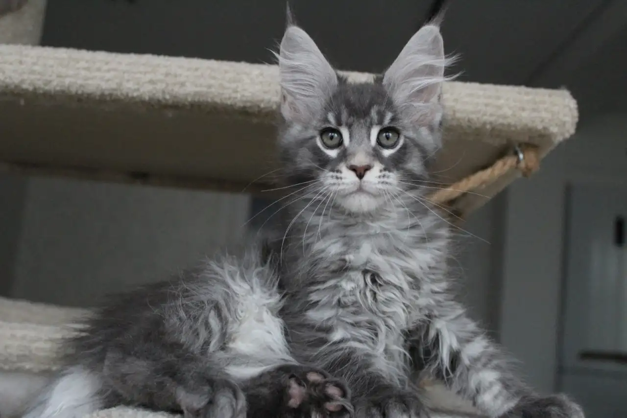 Котенок мейн-кун!, фотография 2