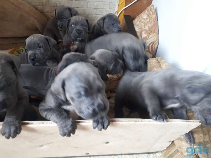 Щенки Кане Корсо серого окраса, фотография 2