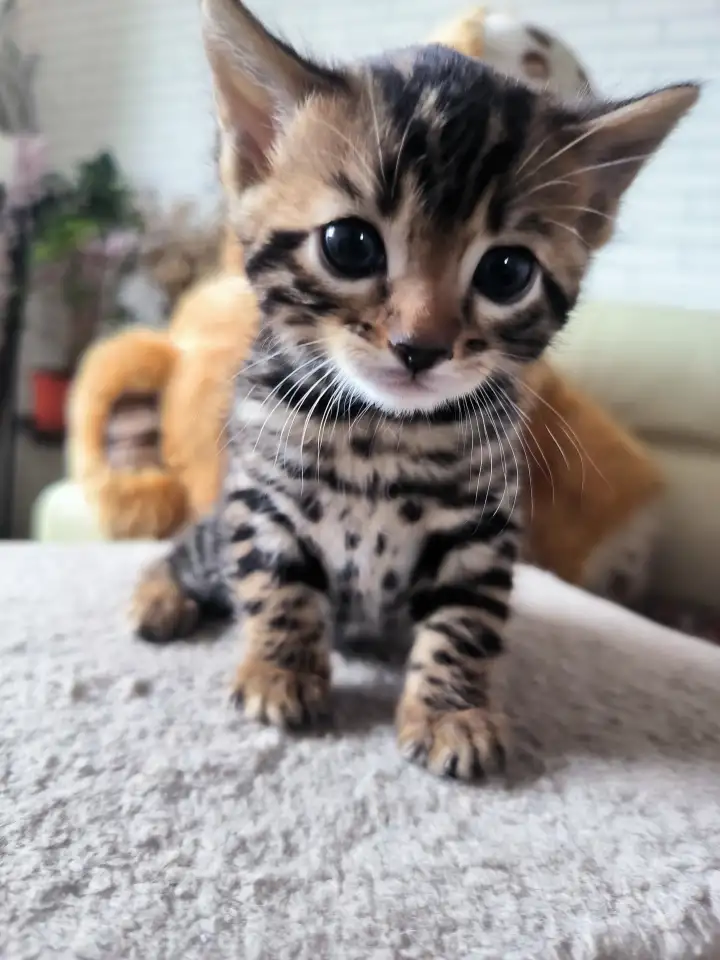 Бенгальские  котята, фотография 3