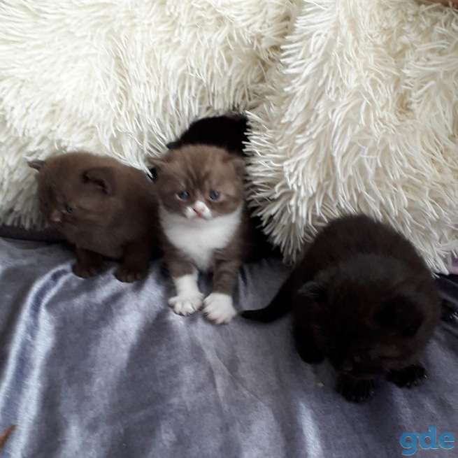БРИТАНСКИНЕ КОТЯТА, фотография 1