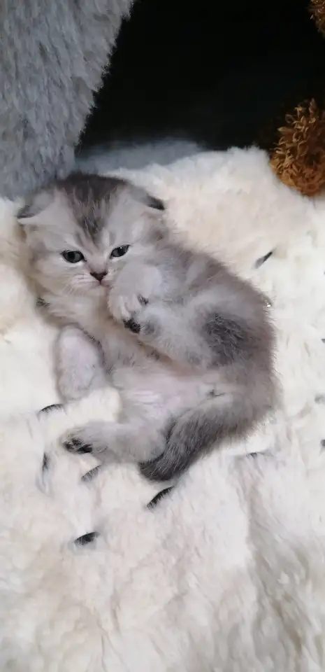Котята шотландские вислоухие, фотография 4