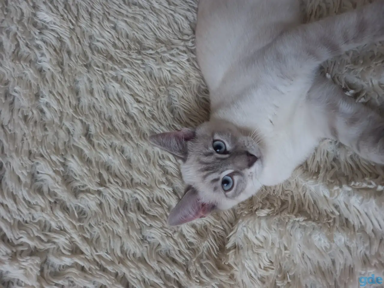 Котята в добрые руки, фотография 2
