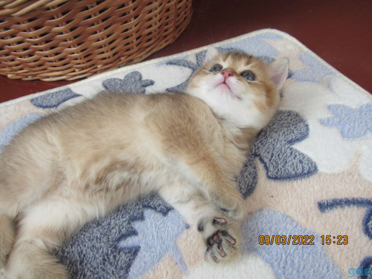 шотландские котята, фотография 2