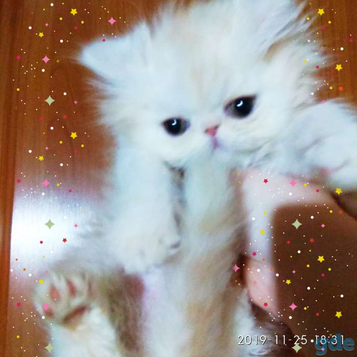 Персидский мальчик окрас персиковый. Персы. Котята., фотография 4