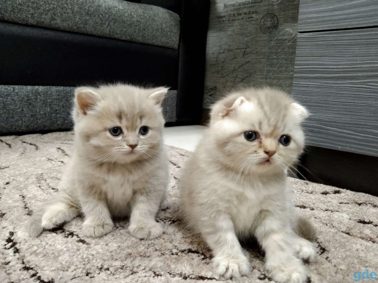 Котята, фотография 3