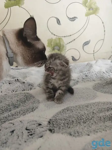Шотландская кошечка, фотография 5