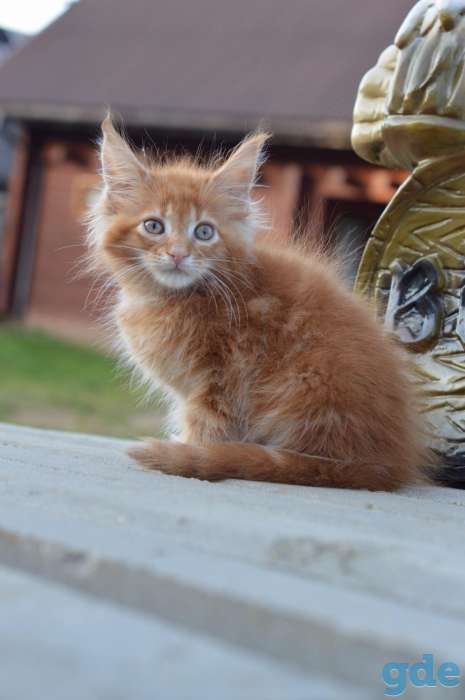 Мейн Кун котята, фотография 9